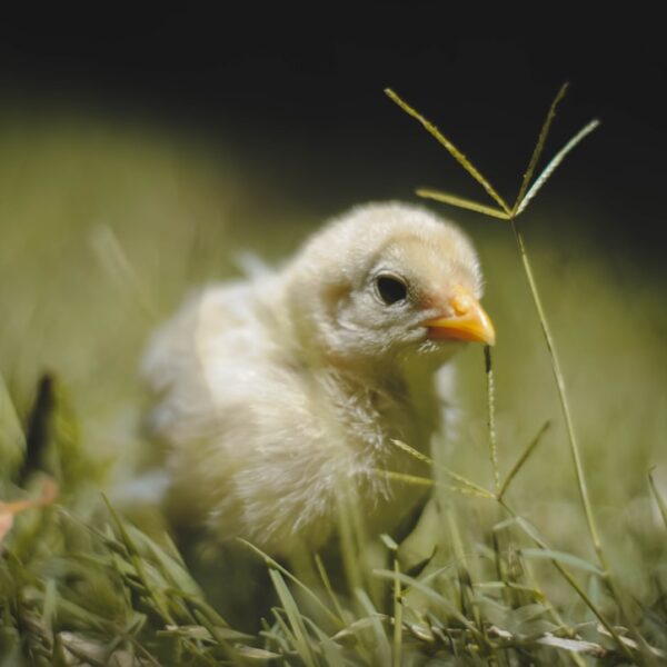 Pawsitive Economics: The Unexpected Financial Impact of Pet…