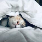 Sleep Your Way to Wealth: How Better Rest Fuels Financial Success