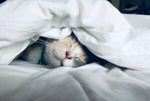 Sleep Your Way to Wealth: How Better Rest…