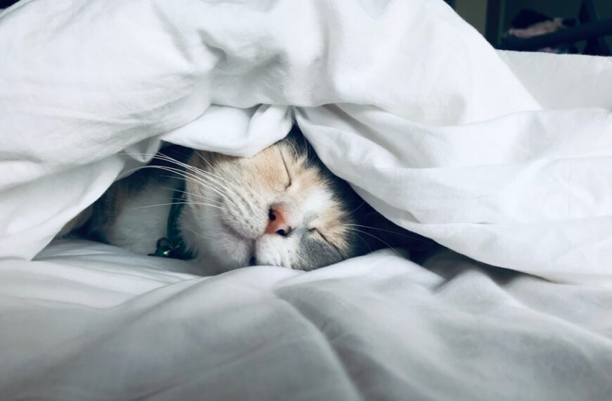 Sleep Your Way to Wealth: How Better Rest Fuels Financial Success