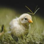 Pawsitive Economics: The Unexpected Financial Impact of Pet Ownership