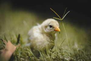 Pawsitive Economics: The Unexpected Financial Impact of Pet…